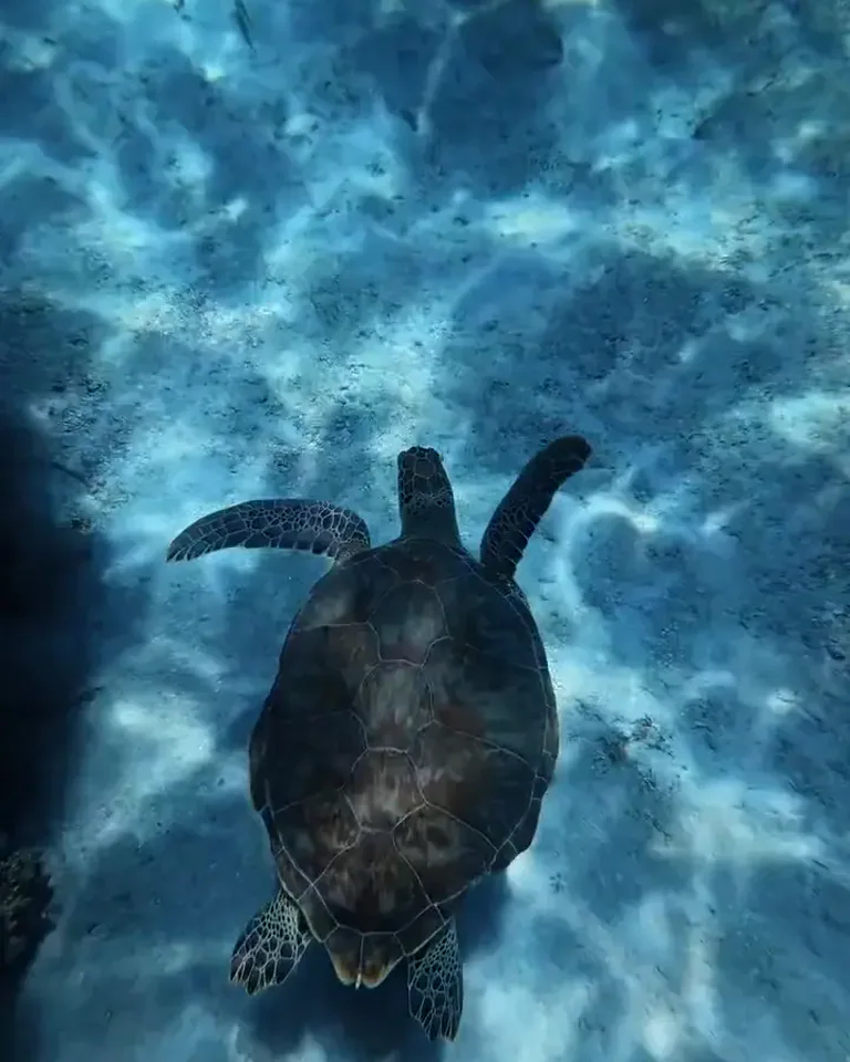 Blue Sanctuary